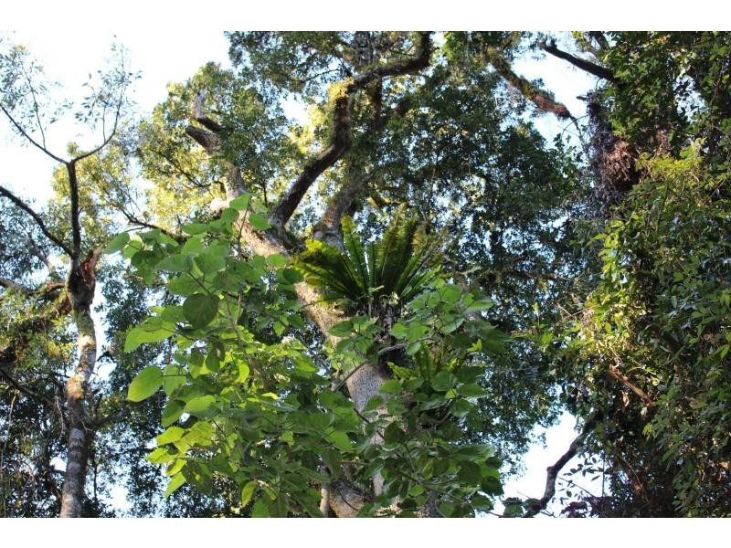 L81&82 Baxters Ridge Road, Gloucester NSW 2422