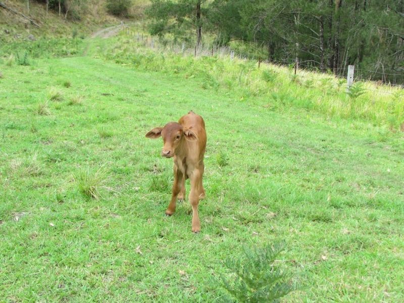 Curricabark NSW 2422