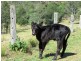 Gloucester NSW 2422