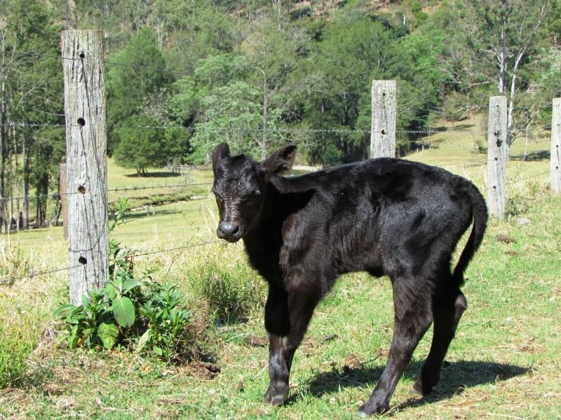 Gloucester NSW 2422