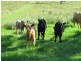 Gloucester NSW 2422