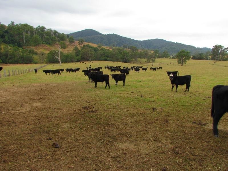 562 Callaghans Creek Road, Mundoee, Gloucester NSW 2422