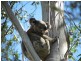 Gloucester NSW 2422