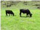 Gloucester NSW 2422