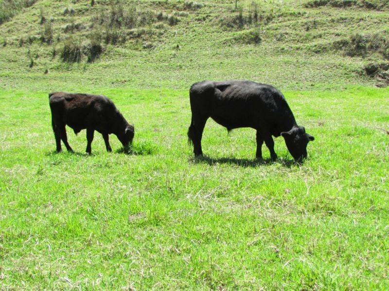 Gloucester NSW 2422