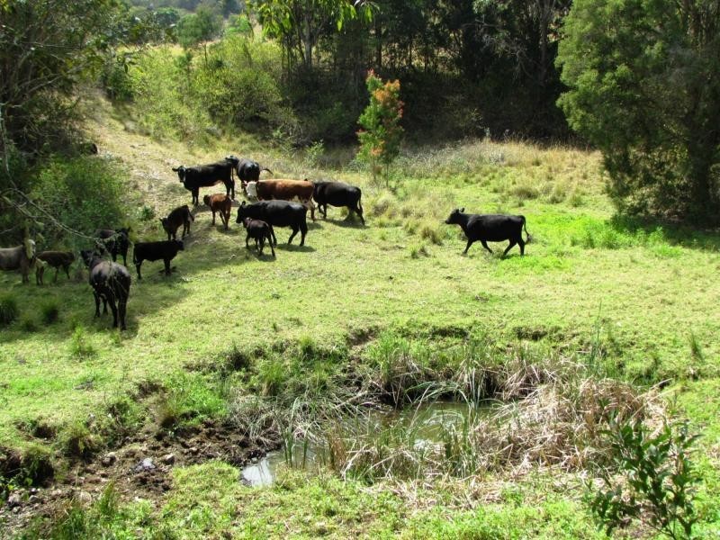 730 Bunyah Road, Bulby Brush, Bunyah NSW 2429