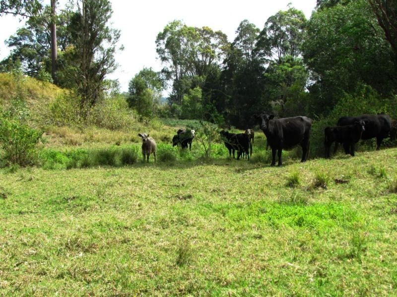 730 Bunyah Road, Bulby Brush, Bunyah NSW 2429