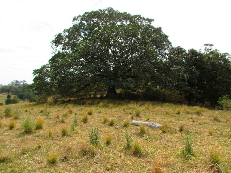 782 Bunyah Road, Bulby Brush, Bunyah NSW 2429