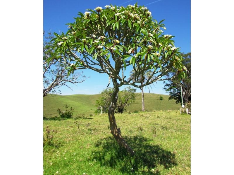 782 Bunyah Road, Bulby Brush, Bunyah NSW 2429