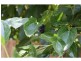 Gloucester NSW 2422