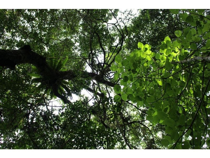 384 Jems Creek Road, The Tops Organic Retreat, Gloucester NSW 2422