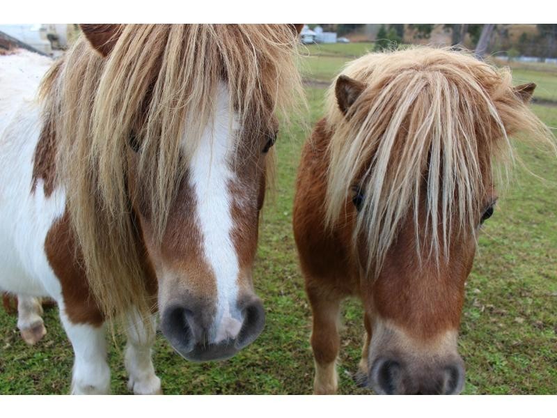 1507 Bakers Creek Road, Gloucester NSW 2422