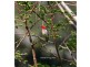 Gloucester NSW 2422