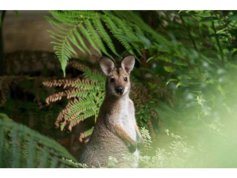 Gloucester NSW 2422