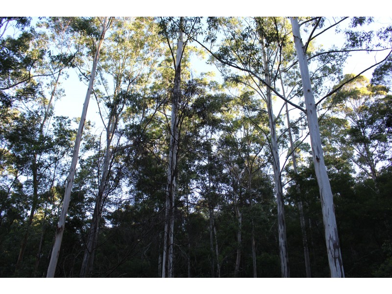 LOT 110 Upper Avon Road, Gloucester NSW 2422