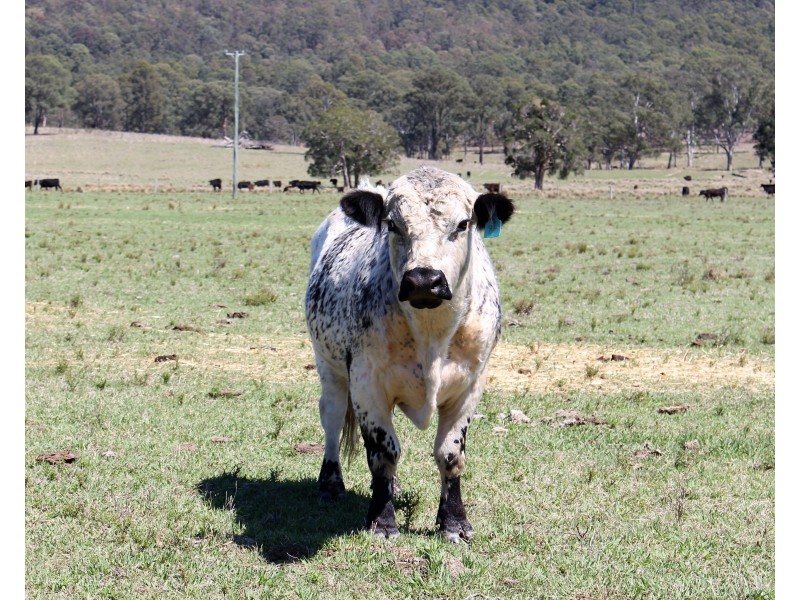 276 Gloucester Tops Road, Gloucester NSW 2422