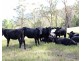 3898 Thunderbolts Way, Gloucester NSW 2422
