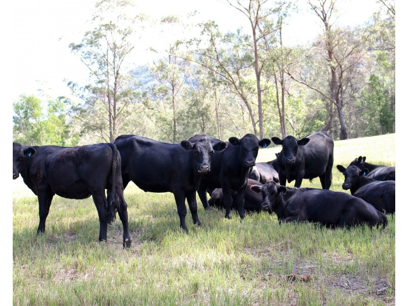 3898 Thunderbolts Way, Gloucester NSW 2422