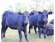 3898 Thunderbolts Way, Gloucester NSW 2422