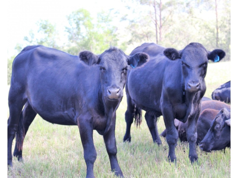 3898 Thunderbolts Way, Gloucester NSW 2422