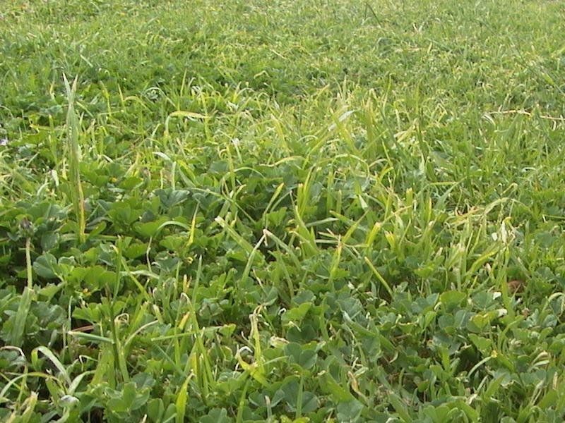 Avondale Heights VIC 3034