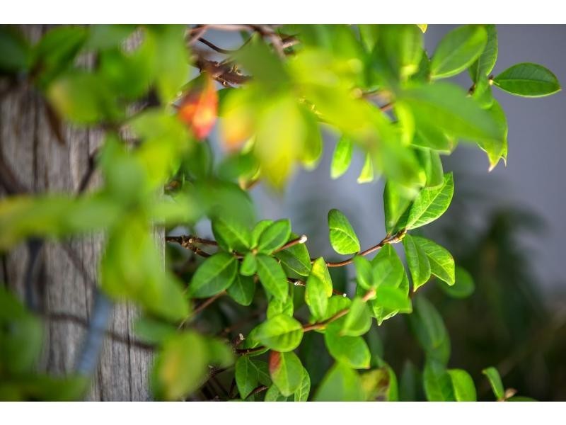 532 Noosa Springs Drive, Noosa Springs QLD 4567