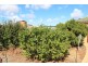 314 Locks Road, Warnertown SA 5540