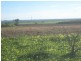 L560 Muster Drive, Napperby SA 5540