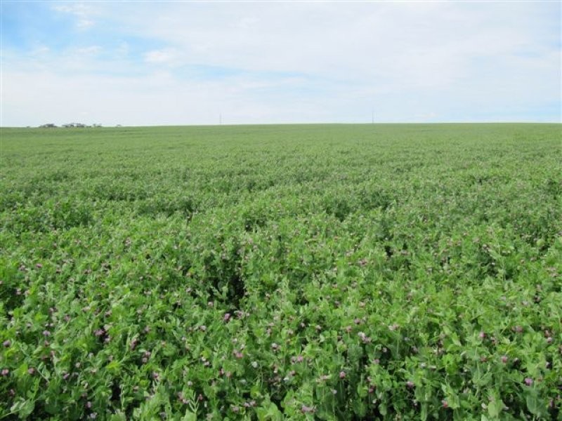 1 Government Road, Ungarra SA 5607