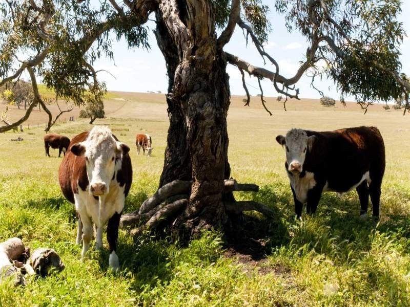 2017 Signal Flat Road Finniss Street, Strathalbyn SA 5255