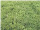 1 Tarragon Tanks Road, Mount Damper SA 5654