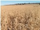 1 Tarragon Tanks Road, Mount Damper SA 5654