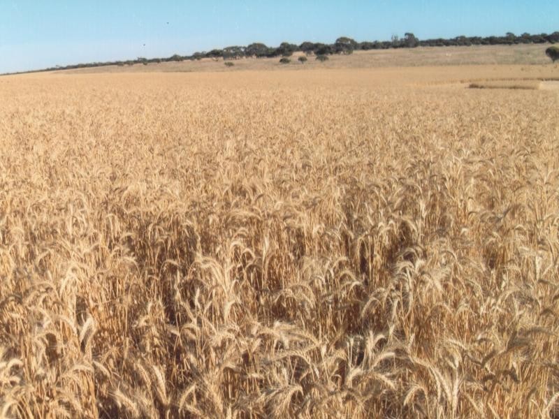 1 Tarragon Tanks Road, Mount Damper SA 5654