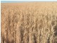 1 Tarragon Tanks Road, Mount Damper SA 5654