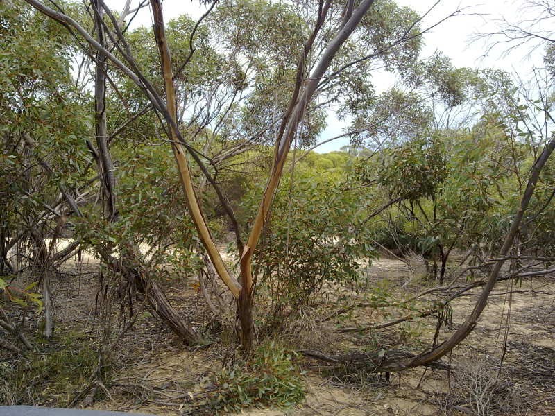 1 Blackets Road, Parrakie SA 5301