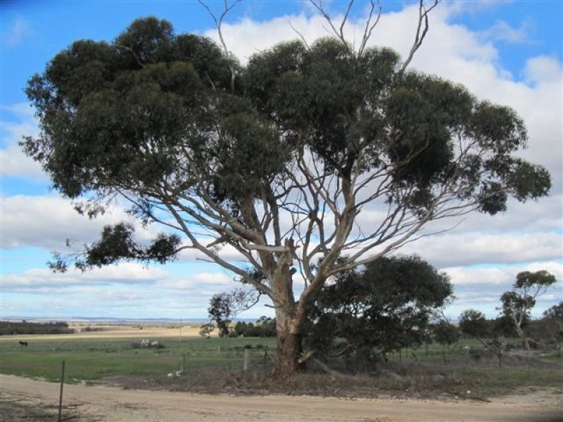 11 Settlers Road, Cummins SA 5631
