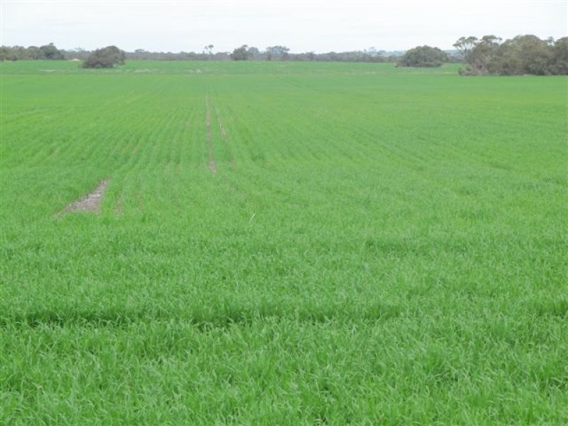 11 Settlers Road, Cummins SA 5631