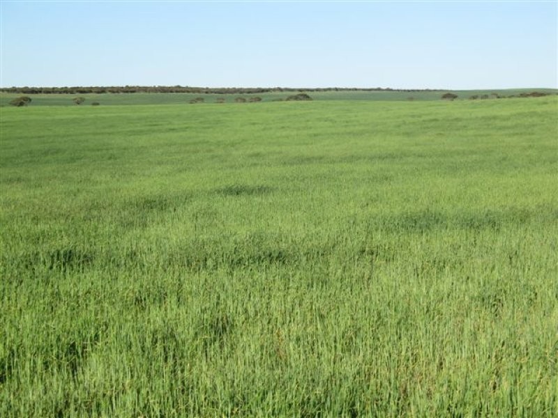1 Darke Peak Road, Lock SA 5633