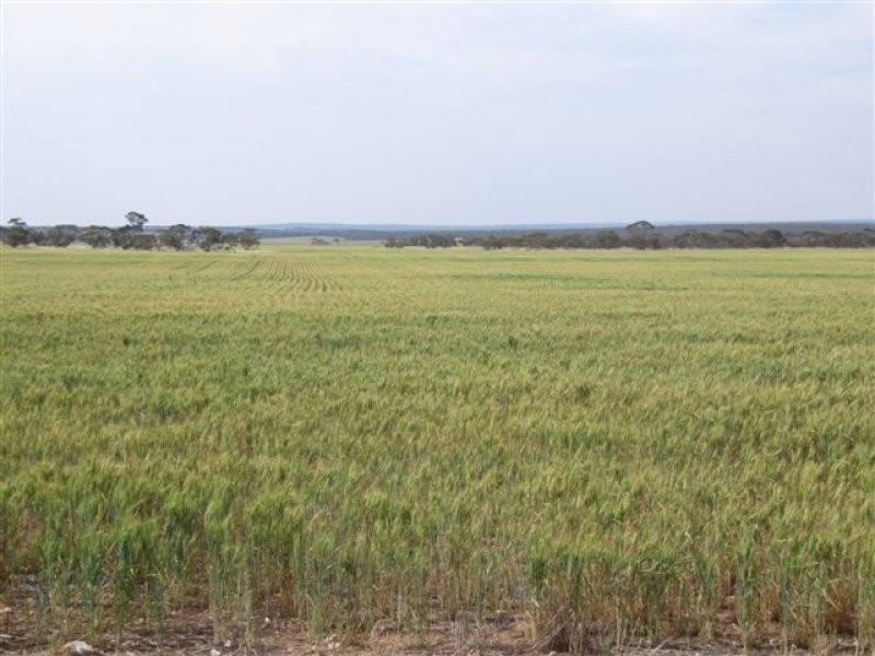 1 Cnr Pascoe Road & Palkagee Road, Lock SA 5633