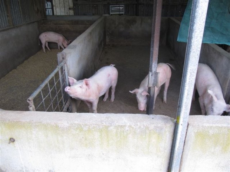 1 Cnr Pascoe Road & Palkagee Road, Lock SA 5633