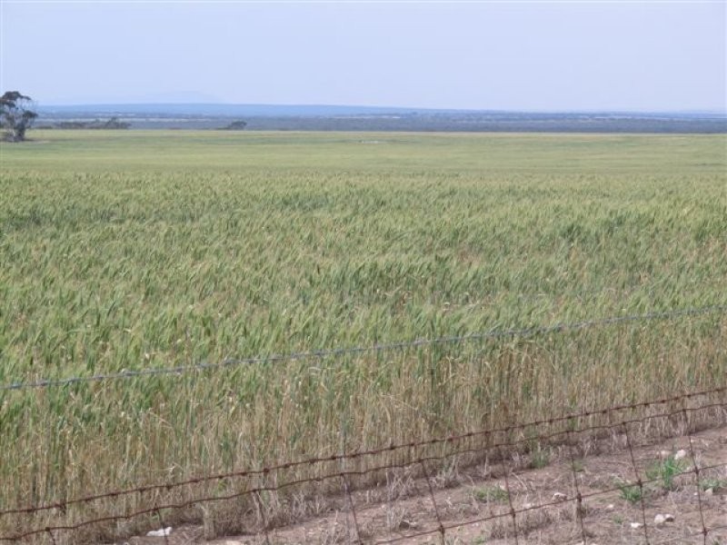 1 Cnr Pascoe Road & Palkagee Road, Lock SA 5633