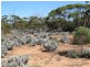 1 Deviation Road, Cowell SA 5602