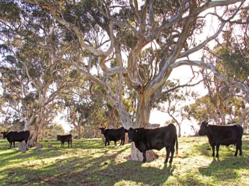 L1 Signal Flat Road, Ashbourne SA 5157