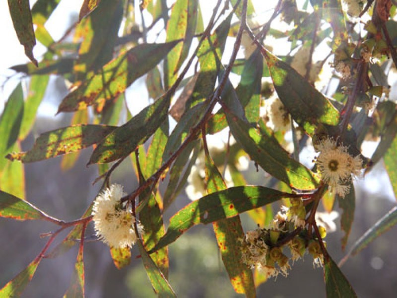 L1 Signal Flat Road, Ashbourne SA 5157