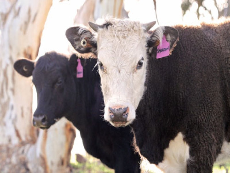 L1 Signal Flat Road, Ashbourne SA 5157