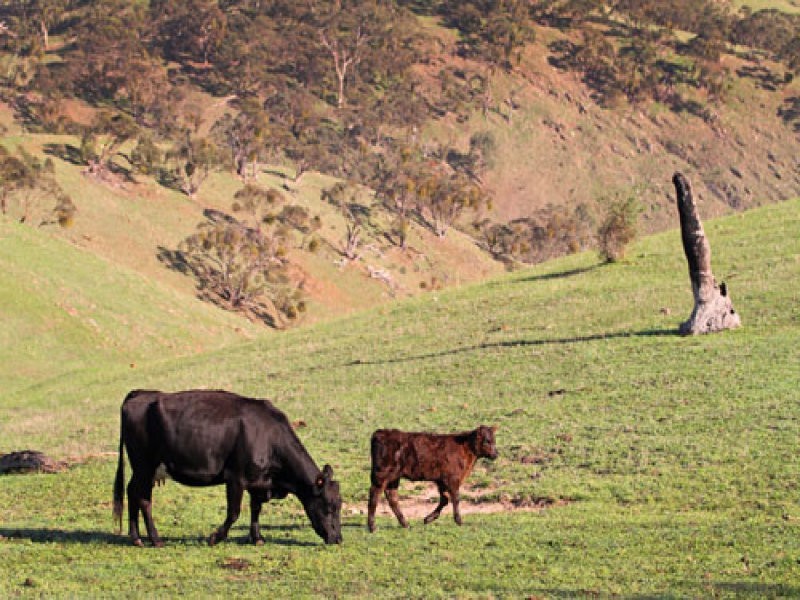 L1 Signal Flat Road, Ashbourne SA 5157