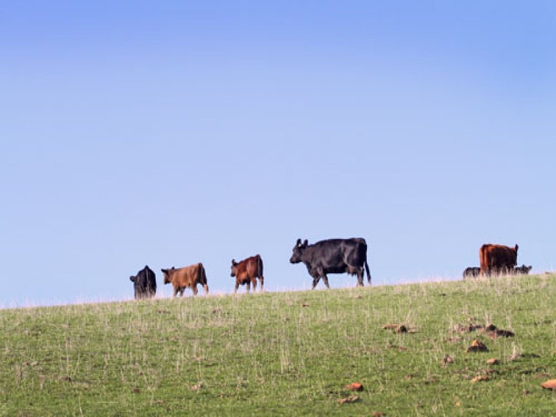 L1 Signal Flat Road, Ashbourne SA 5157