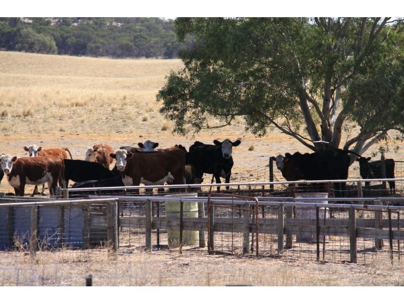 L4 Hd Quirke Ngarkat Highway, Pinnaroo SA 5304