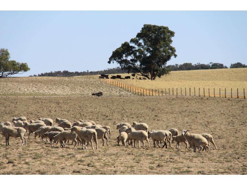 L4 Hd Quirke Ngarkat Highway, Pinnaroo SA 5304