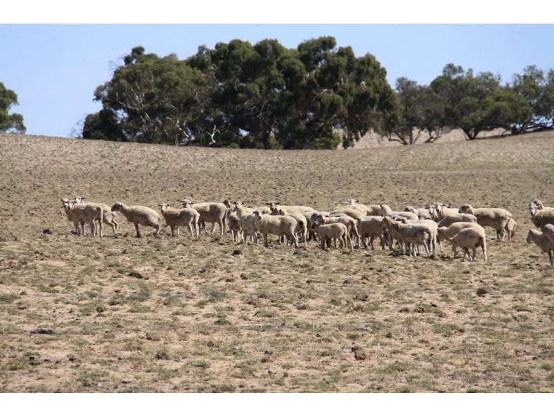 L4 Hd Quirke Ngarkat Highway, Pinnaroo SA 5304